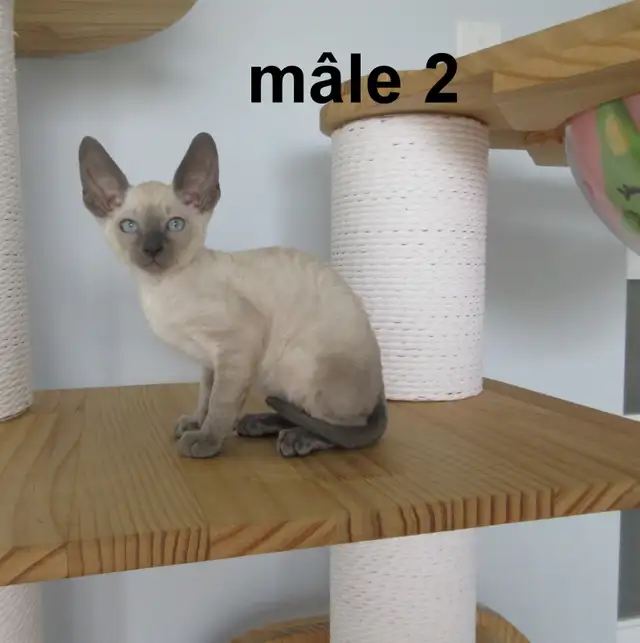 ❤️chaton mâle  ❤️rex cornish vermifugé, micropucé ❤️ - Photo 6