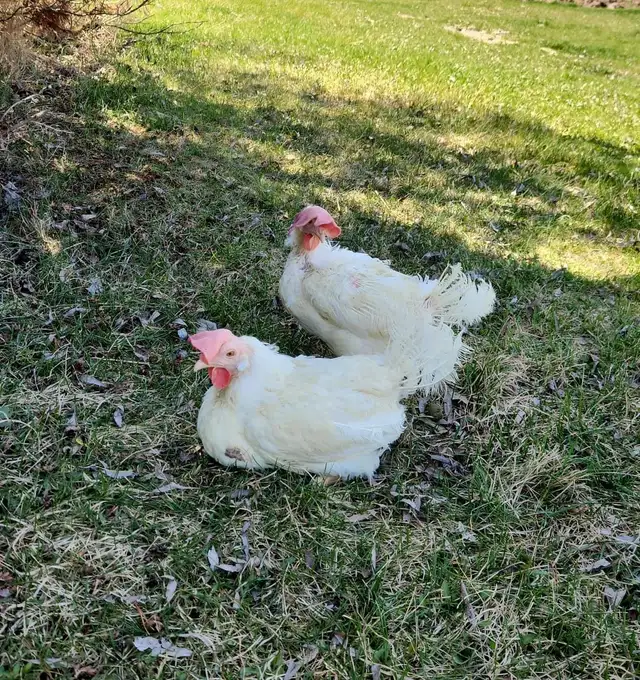Laying hen chickens - pickup May 8-9