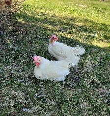 Laying hen chickens - pickup May 8-9