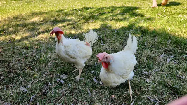 Laying hen chickens - pickup May 8-9 - Photo 2