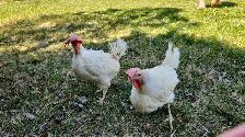 Laying hen chickens - pickup May 8-9 - Photo 2