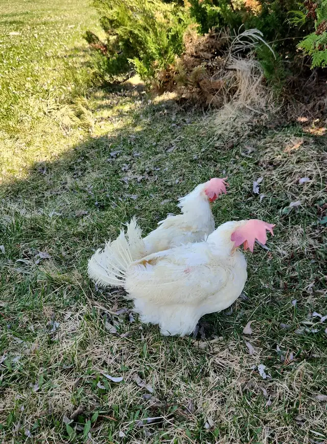 Laying hen chickens - pickup May 8-9 - Photo 3