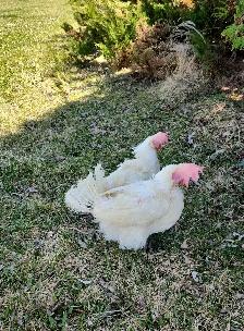 Laying hen chickens - pickup May 8-9 - Photo 3