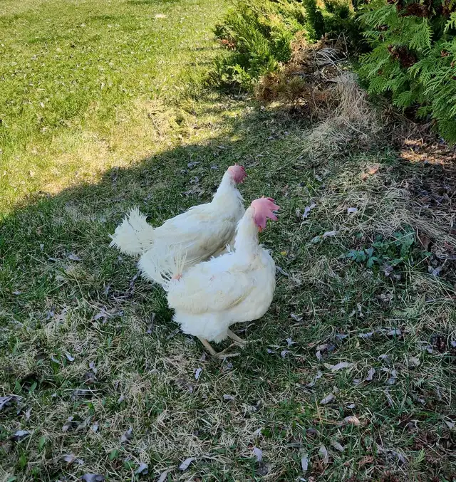 Laying hen chickens - pickup May 8-9 - Photo 4
