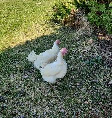 Laying hen chickens - pickup May 8-9 - Photo 4