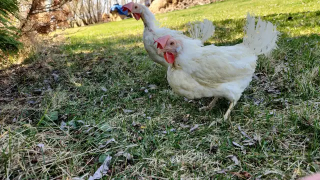 Laying hen chickens - pickup May 8-9 - Photo 5