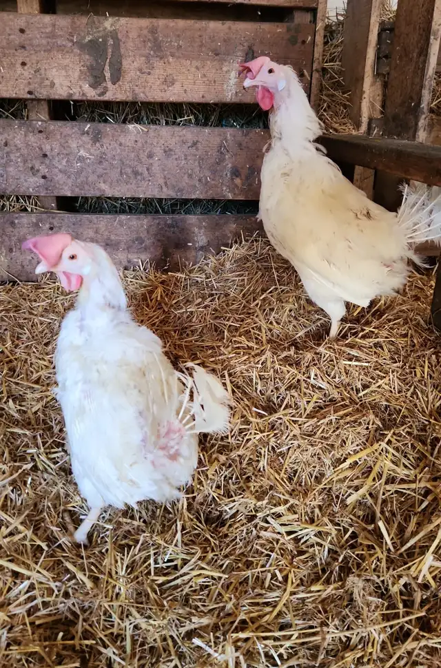 Laying hen chickens - pickup May 8-9 - Photo 6