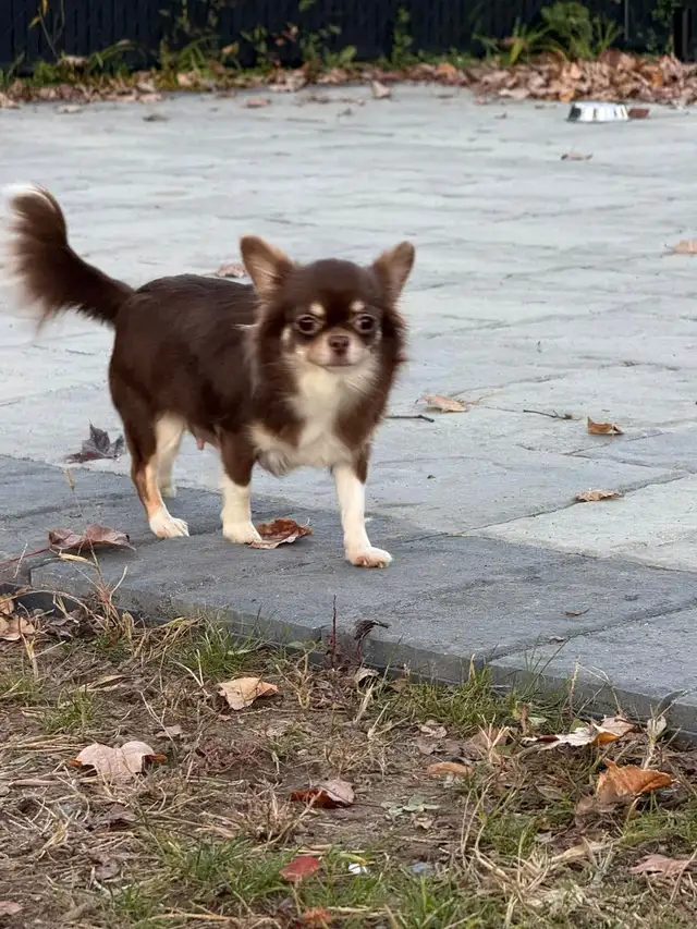 Femelle chihuahua chocolat stérélisée de 2 ans enr . ckc