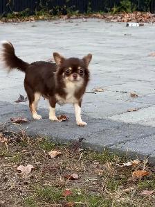 Femelle chihuahua chocolat stérélisée de 2 ans enr . ckc