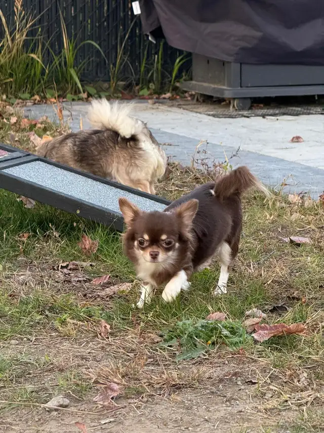 Femelle chihuahua chocolat stérélisée de 2 ans enr . ckc - Photo 2