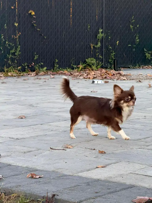 Femelle chihuahua chocolat stérélisée de 2 ans enr . ckc - Photo 3