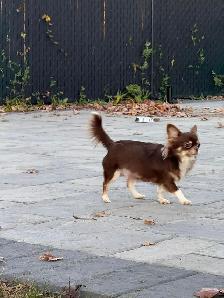 Femelle chihuahua chocolat stérélisée de 2 ans enr . ckc - Photo 3