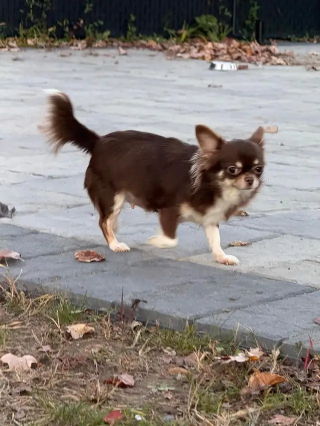 Femelle chihuahua chocolat stérélisée de 2 ans enr . ckc - Photo 4