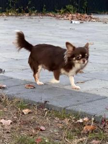Femelle chihuahua chocolat stérélisée de 2 ans enr . ckc - Photo 4