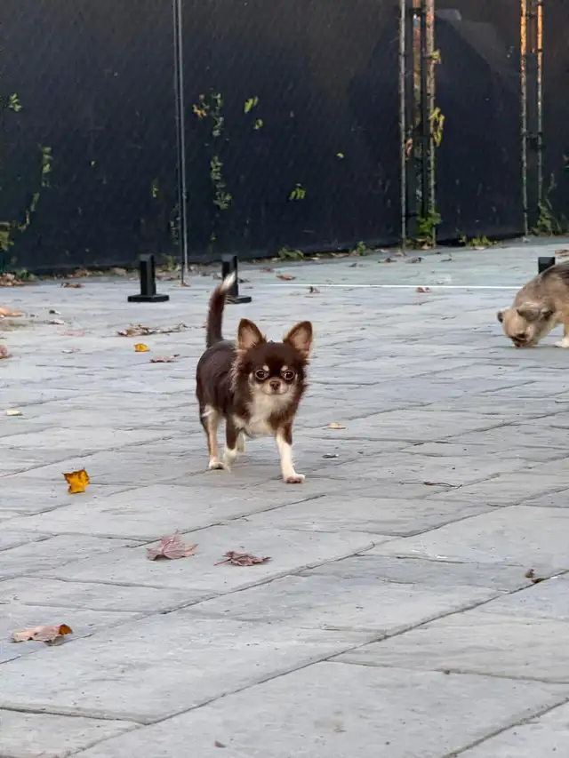 Femelle chihuahua chocolat stérélisée de 2 ans enr . ckc - Photo 5