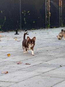 Femelle chihuahua chocolat stérélisée de 2 ans enr . ckc - Photo 5