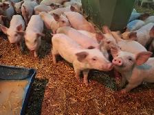Piglets - weanlings