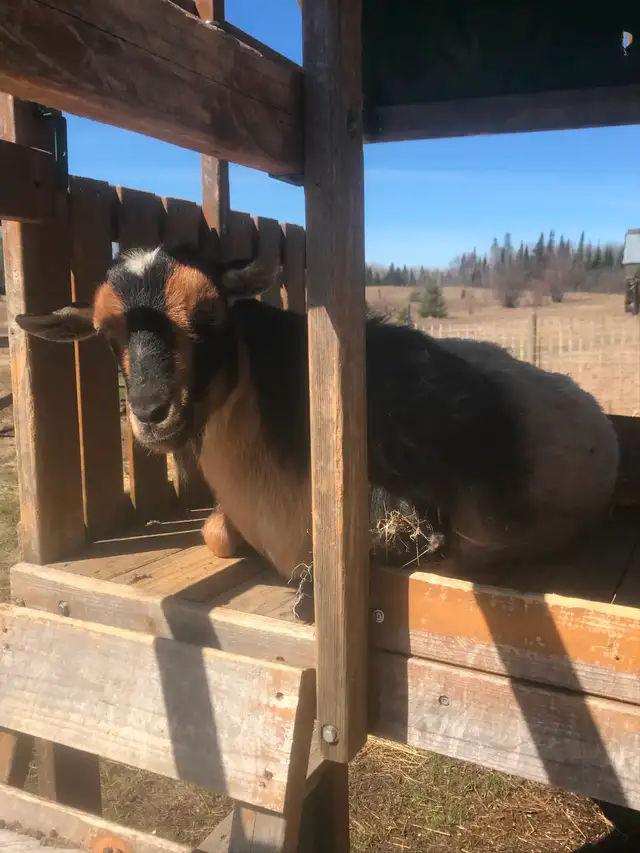 Goats for sale
