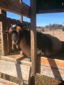 Goats for sale