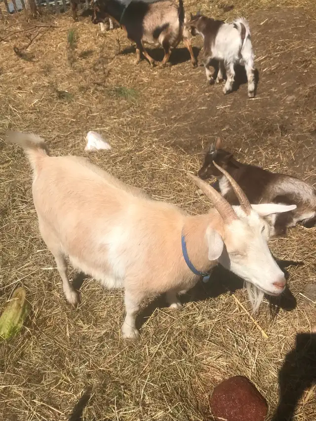 Goats for sale - Photo 2