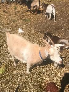 Goats for sale - Photo 2