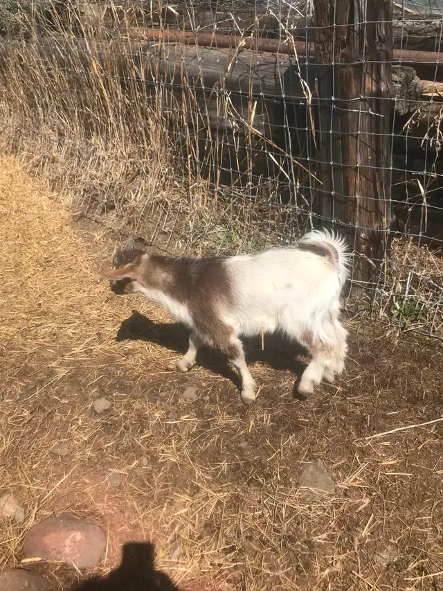 Goats for sale - Photo 3