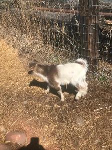 Goats for sale - Photo 3