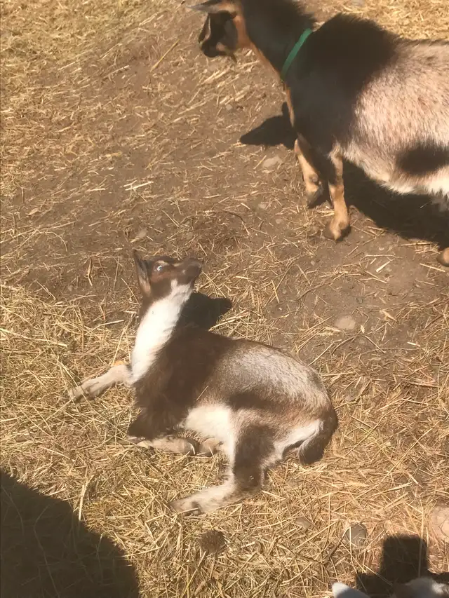 Goats for sale - Photo 4