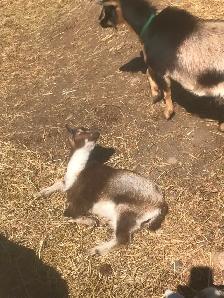 Goats for sale - Photo 4