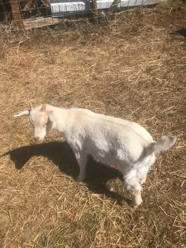Goats for sale - Photo 5