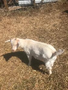 Goats for sale - Photo 5