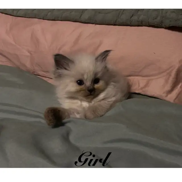 PB Ragdoll kittens ready for their new homes May 11