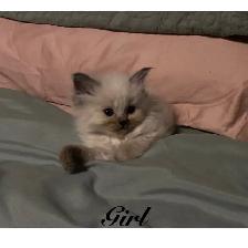 PB Ragdoll kittens ready for their new homes May 11
