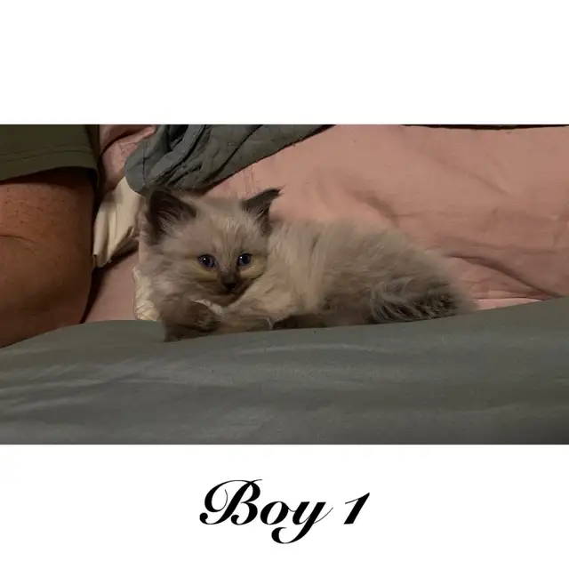 PB Ragdoll kittens ready for their new homes May 11 - Photo 2
