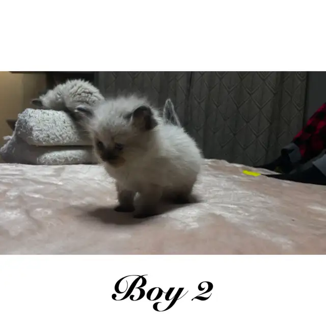 PB Ragdoll kittens ready for their new homes May 11 - Photo 3