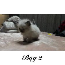 PB Ragdoll kittens ready for their new homes May 11 - Photo 3