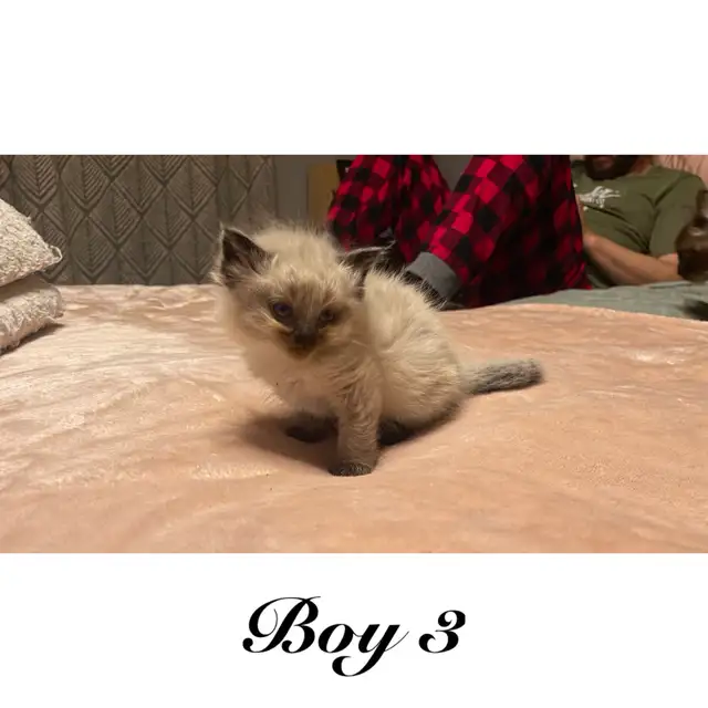PB Ragdoll kittens ready for their new homes May 11 - Photo 4