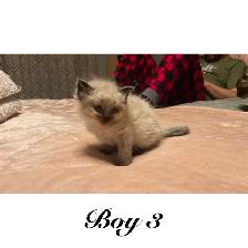 PB Ragdoll kittens ready for their new homes May 11 - Photo 4