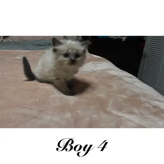 PB Ragdoll kittens ready for their new homes May 11 - Photo 5