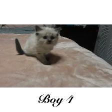 PB Ragdoll kittens ready for their new homes May 11 - Photo 5