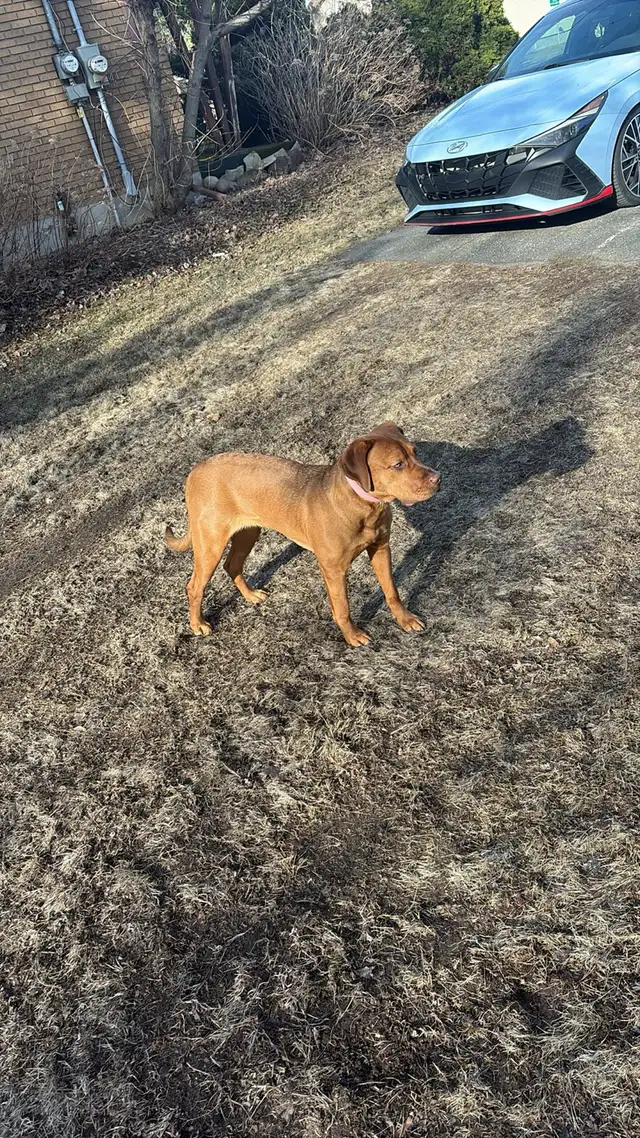 Labrador/dogue de bordeaux