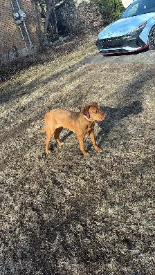 Labrador/dogue de bordeaux