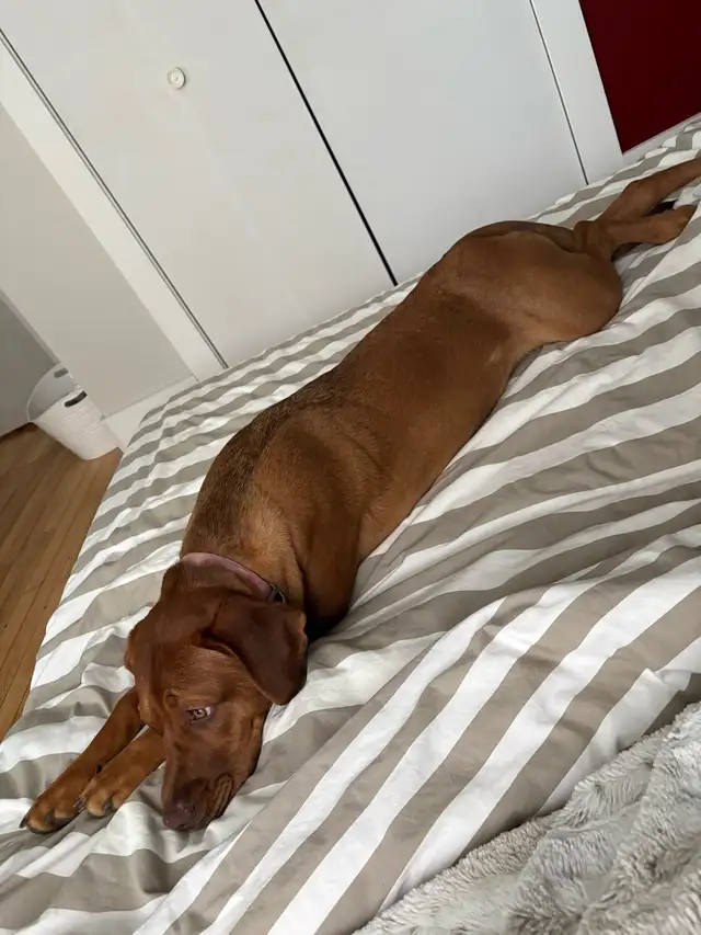 Labrador/dogue de bordeaux - Photo 2