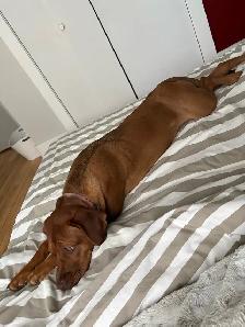 Labrador/dogue de bordeaux - Photo 2