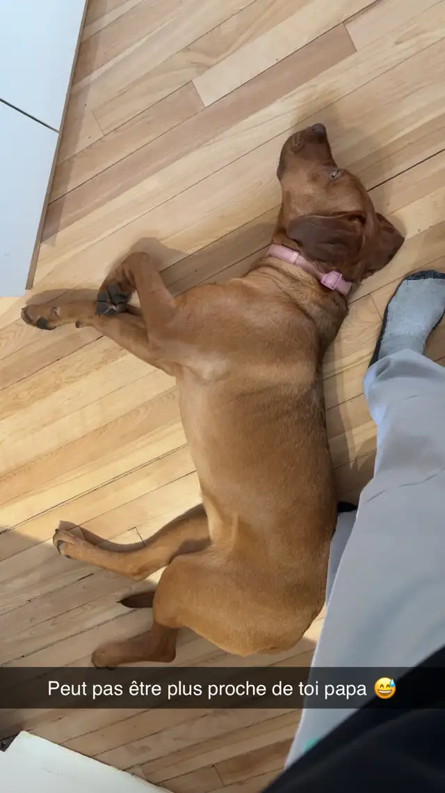 Labrador/dogue de bordeaux - Photo 3
