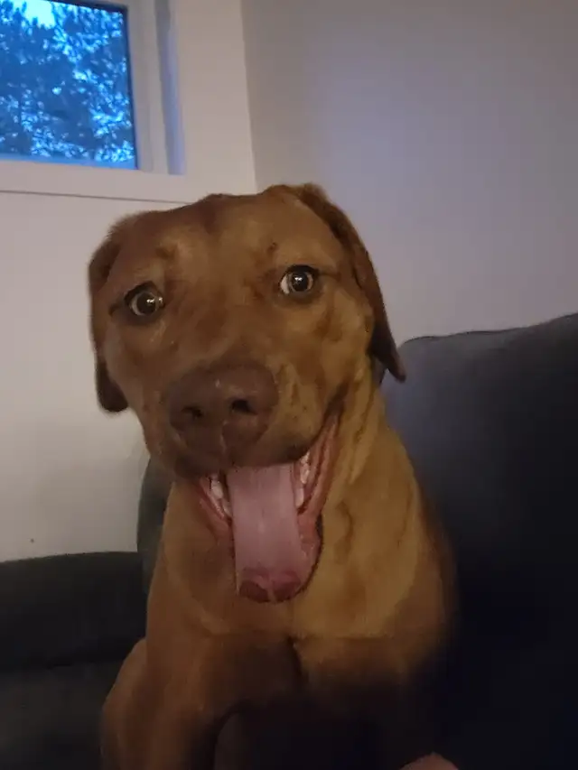Labrador/dogue de bordeaux - Photo 4