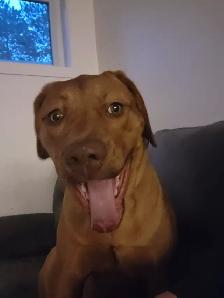 Labrador/dogue de bordeaux - Photo 4