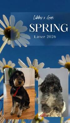Upcoming Litters!