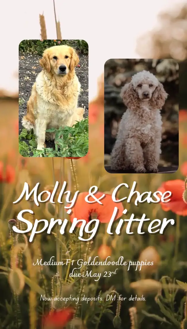 Upcoming Litters! - Photo 2