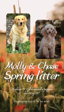 Upcoming Litters! - Photo 2